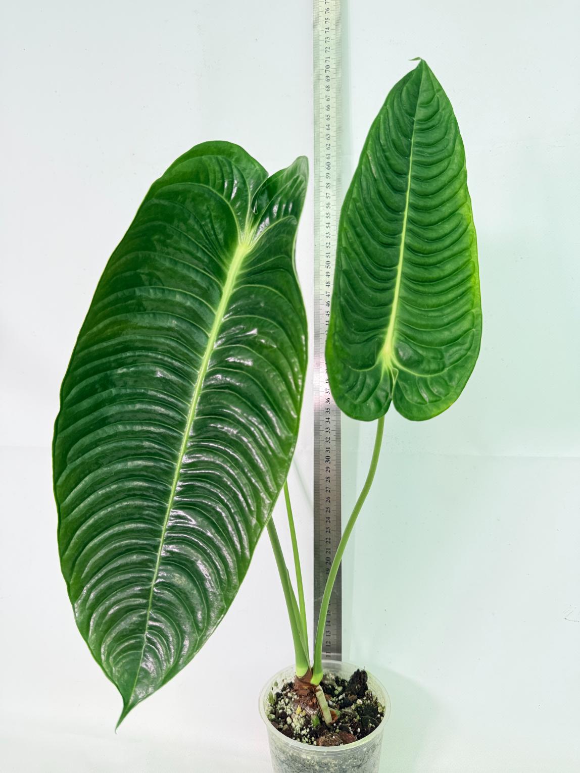 Anthurium veitchii narrow XL 02