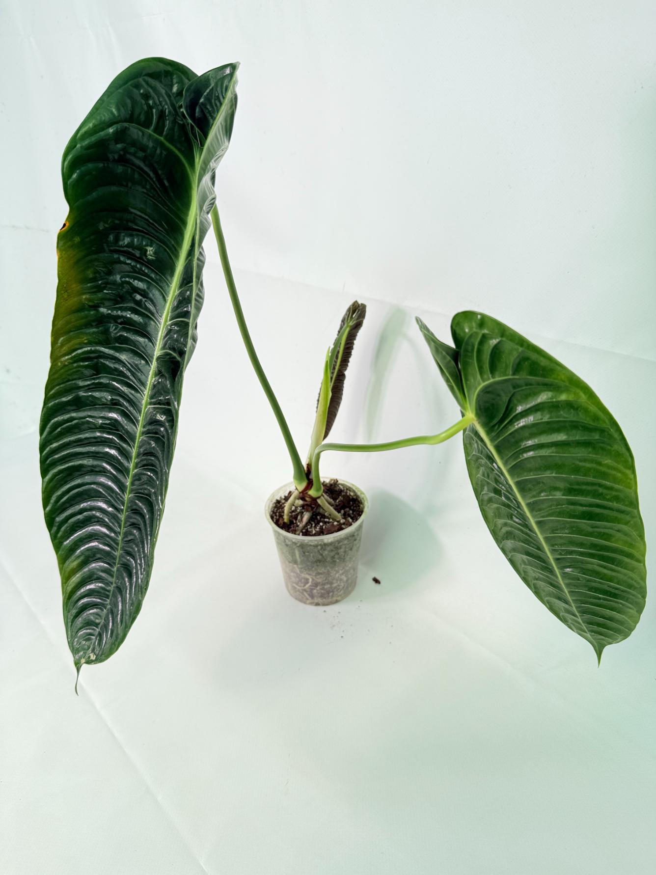 Anthurium veitchii narrow XL 02