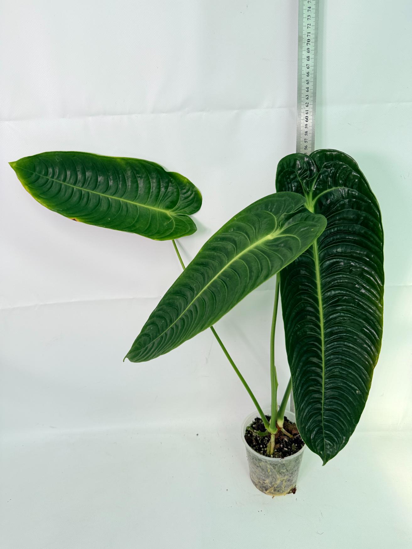 Anthurium veitchii narrow XL 02