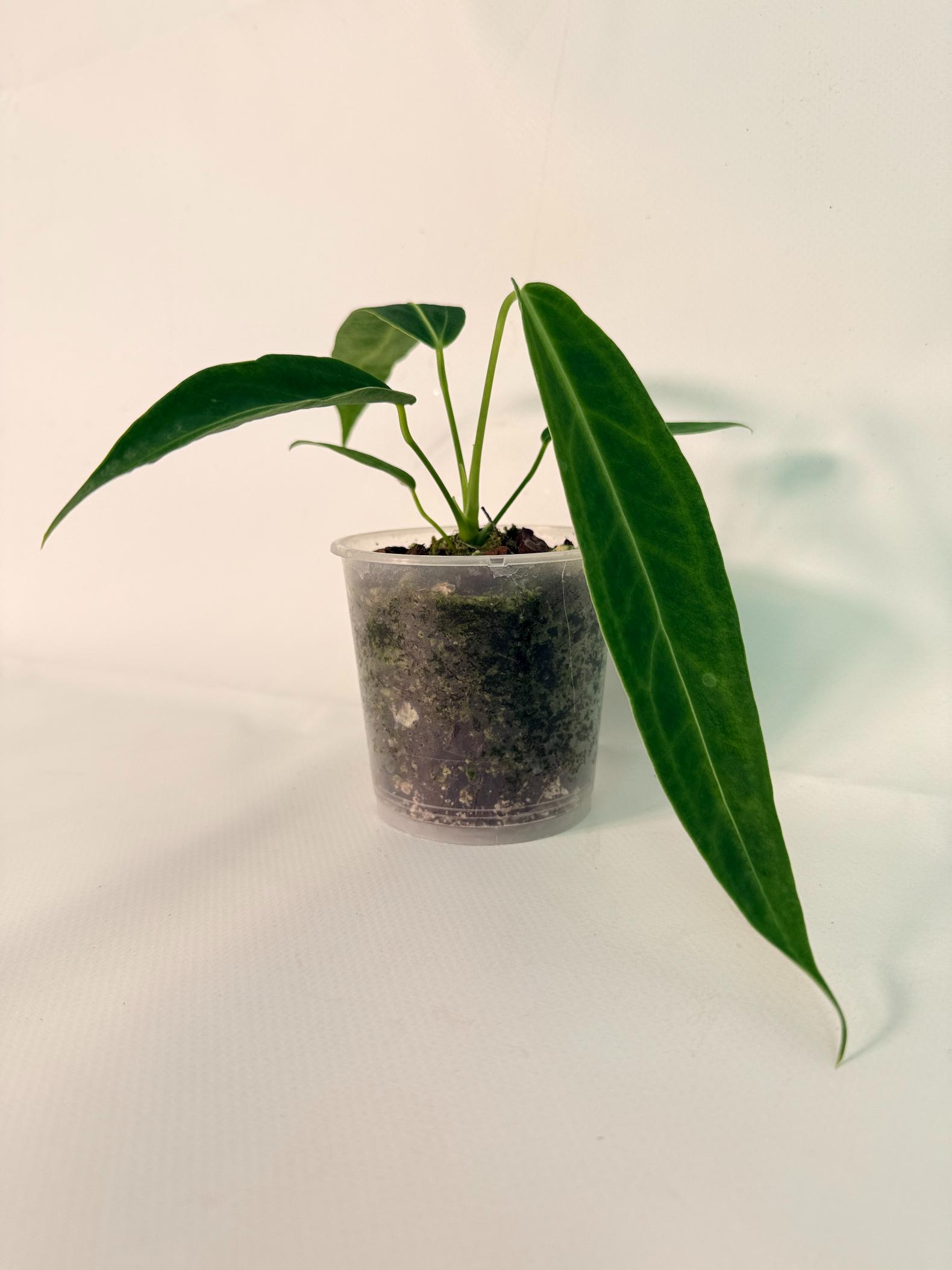 Anthurium warocqueanum Dark Form (young plant)02