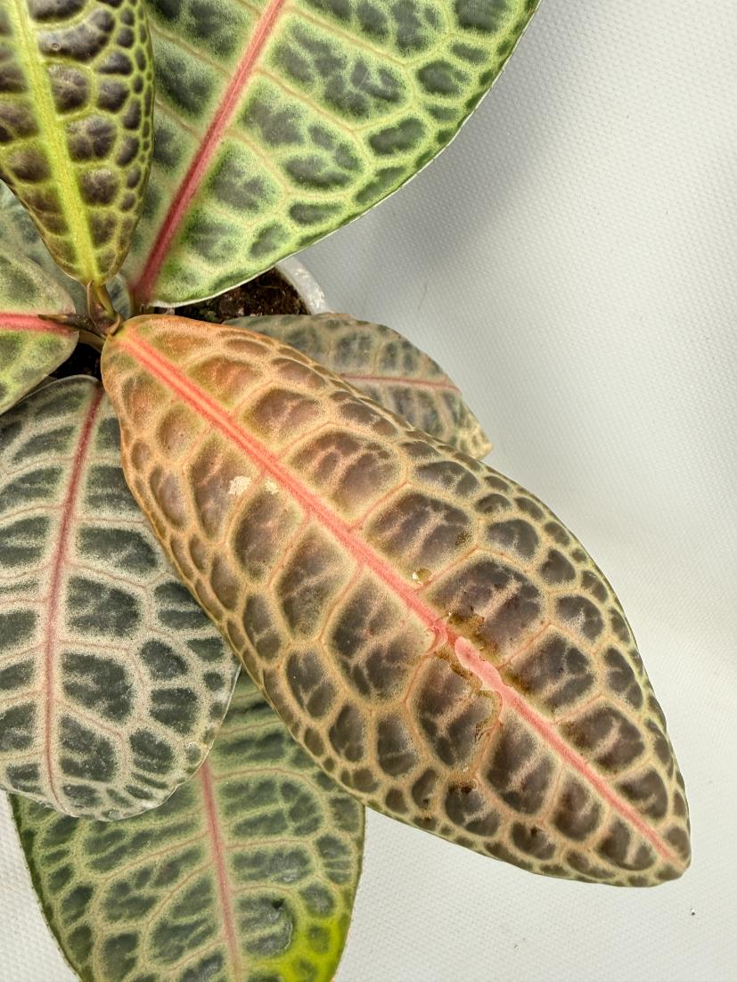 Ardisia sp. Turtle back XL 02