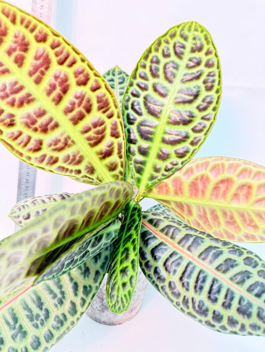 Ardisia sp. Turtle back XL 2