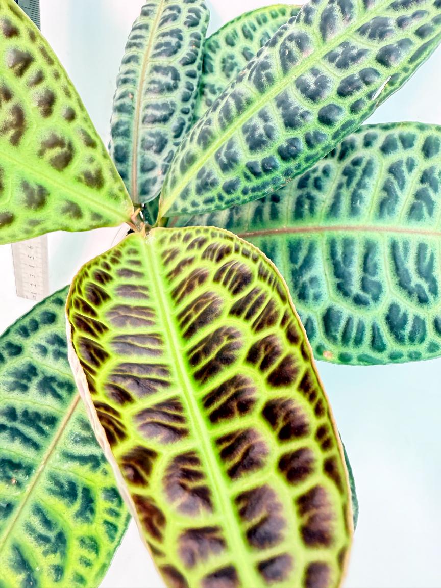 Ardisia sp. Turtle back XL 2