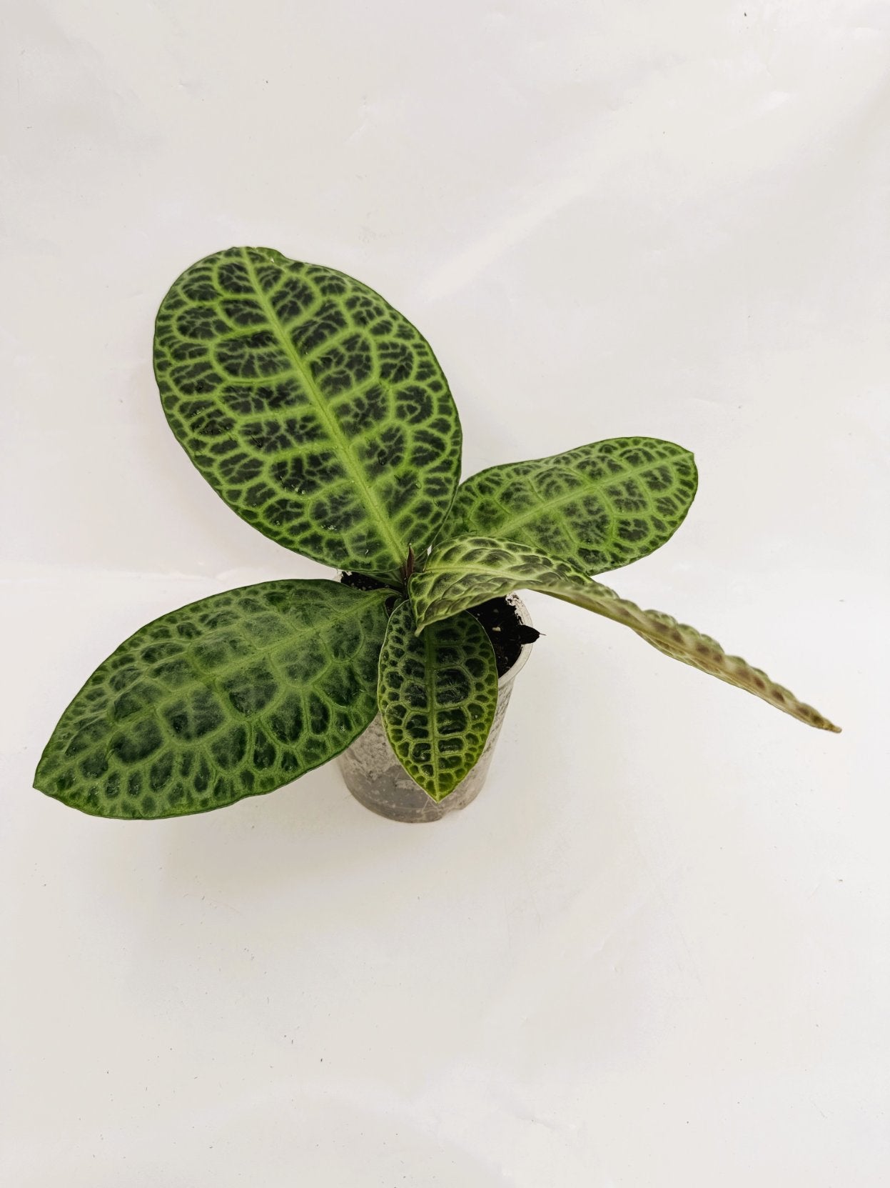 Ardisia_sp_turtle_back