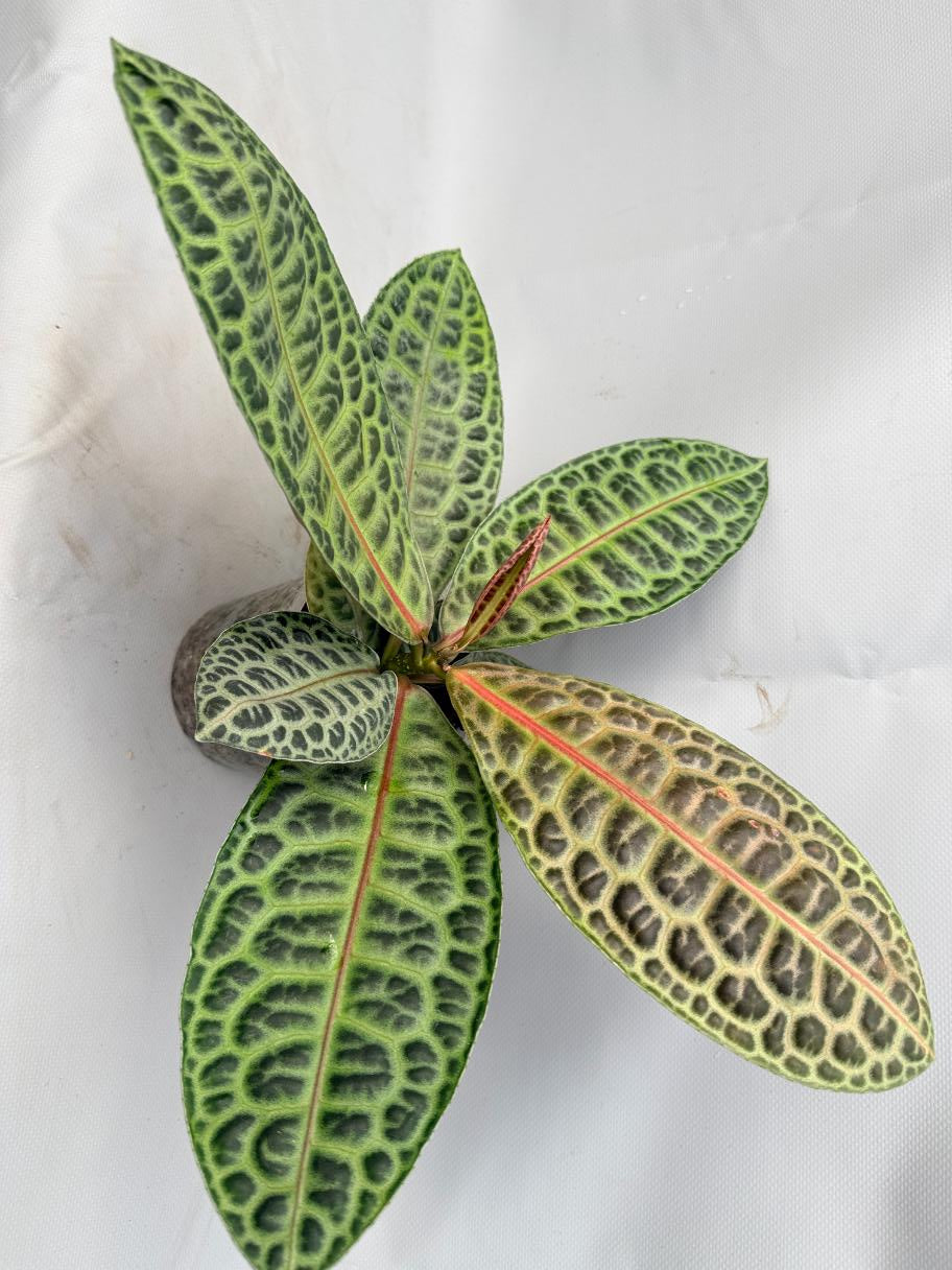 Ardisia sp. Turtle back XL 2