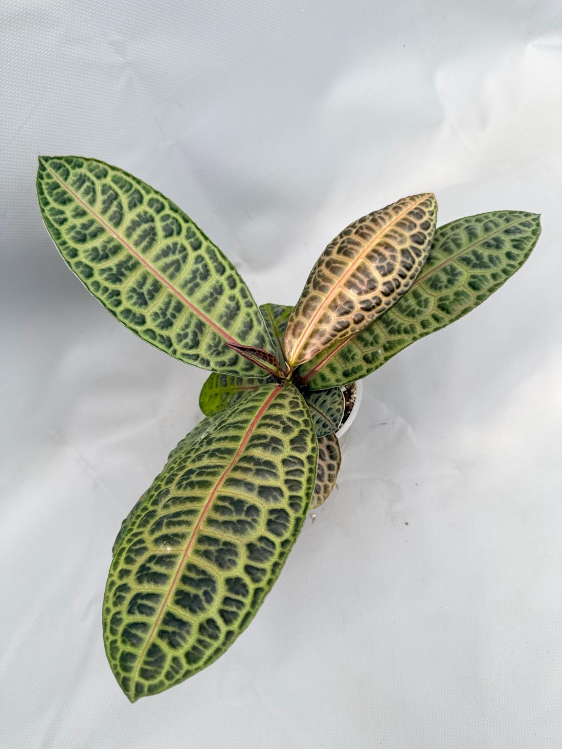 Ardisia sp. Turtle back