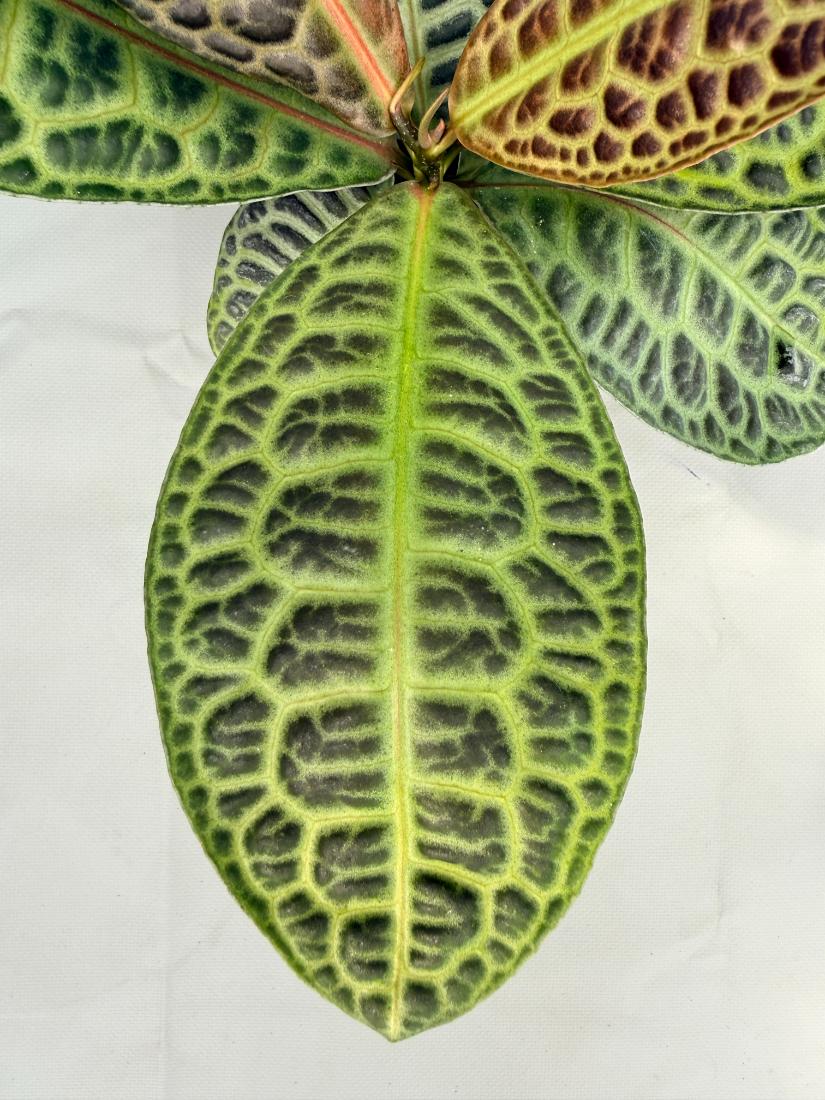 Ardisia sp. Turtle back