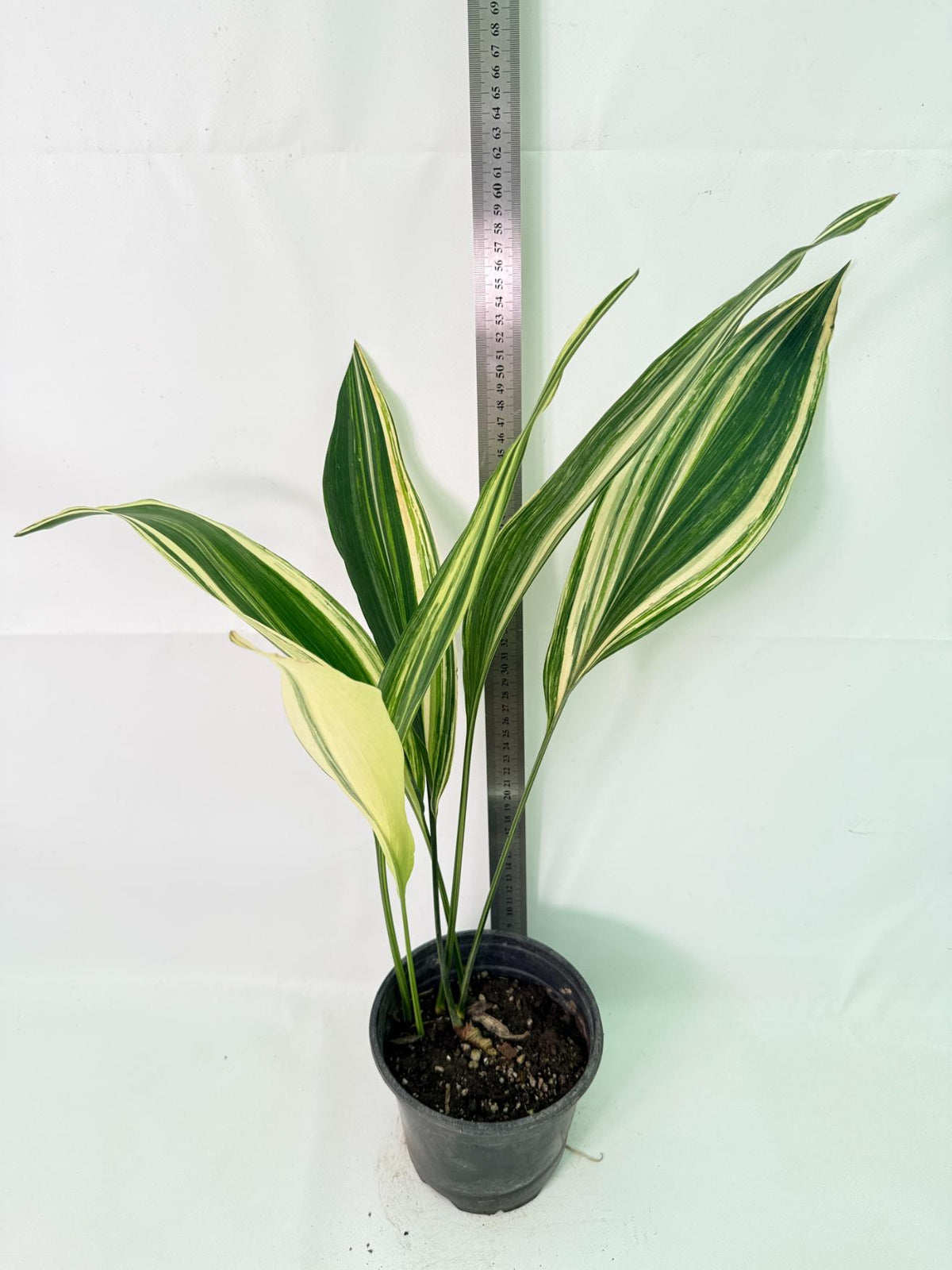 Aspidistra Elatior Variegata 01