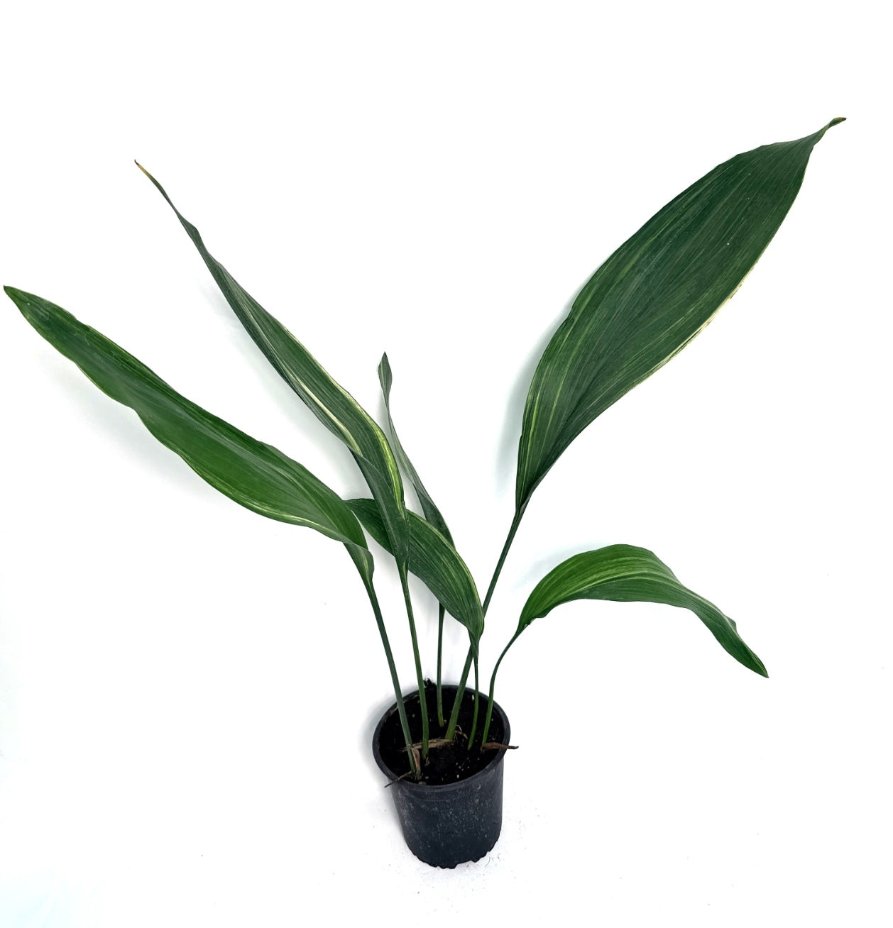 Aspidistra_Elatior_Variegata
