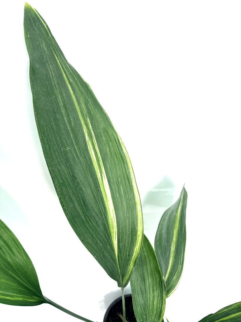Aspidistra_Elatior_Variegata