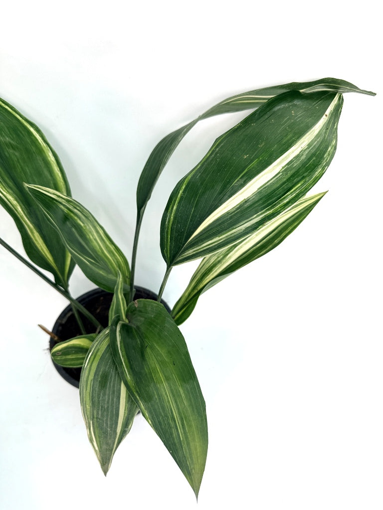 Aspidistra_Elatior_Variegata