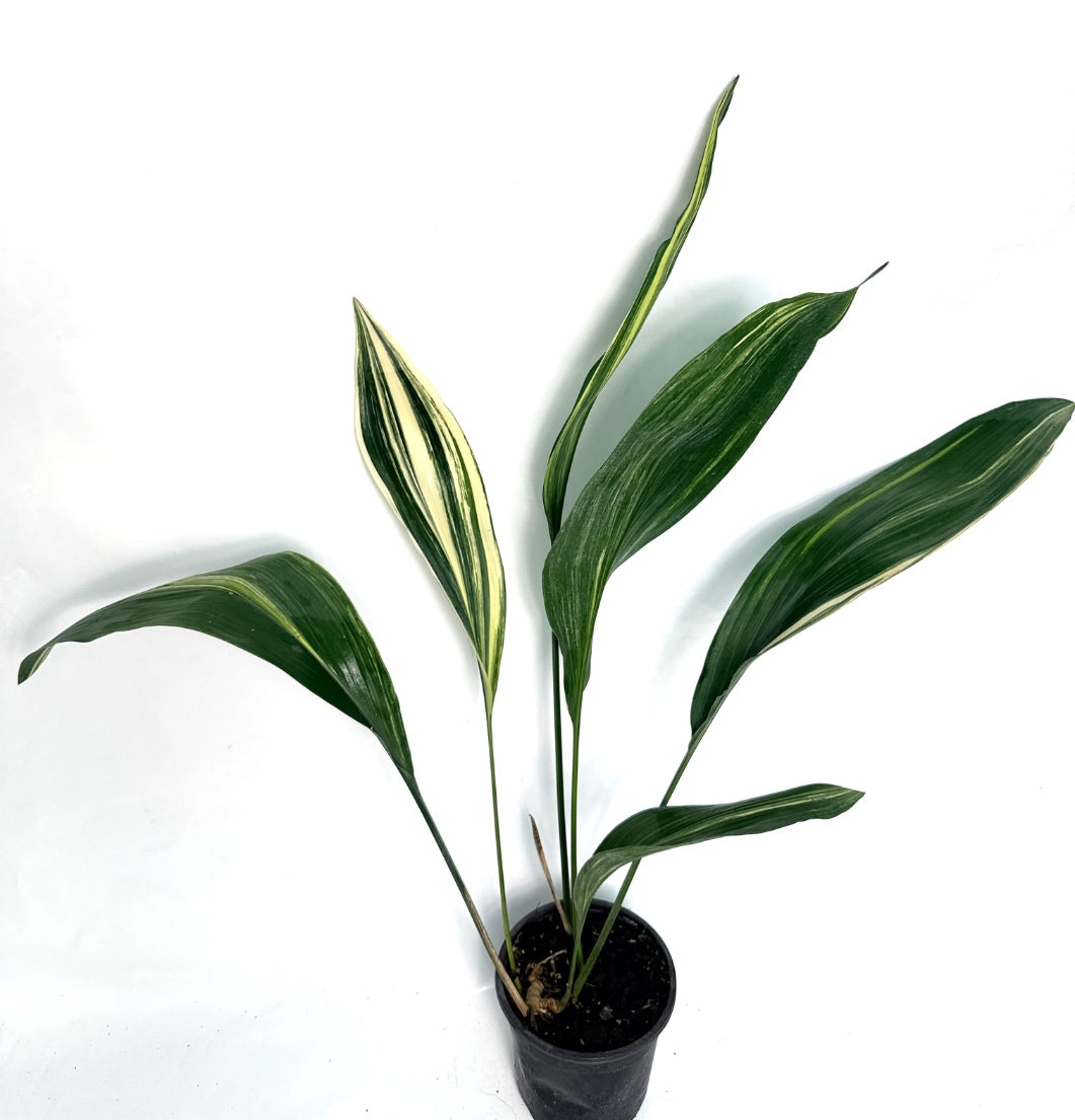 Aspidistra Elatior Variegata