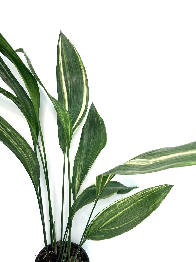 Aspidistra_Elatior_Variegata