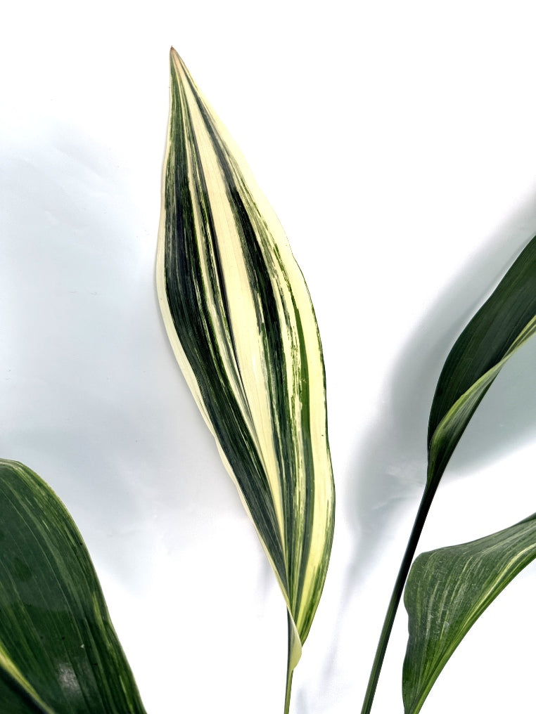 Aspidistra_Elatior_Variegata