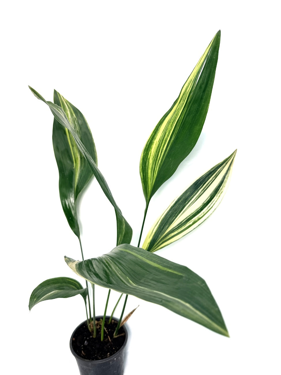 Aspidistra_Elatior_Variegata