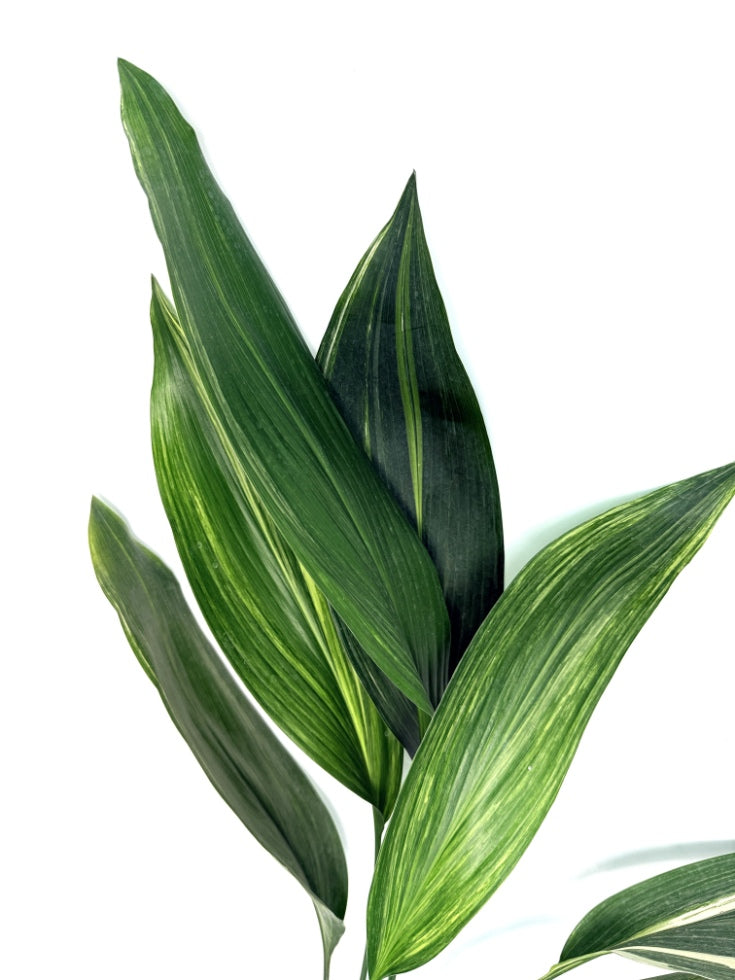 Aspidistra_Elatior_Variegata25-11-4-16
