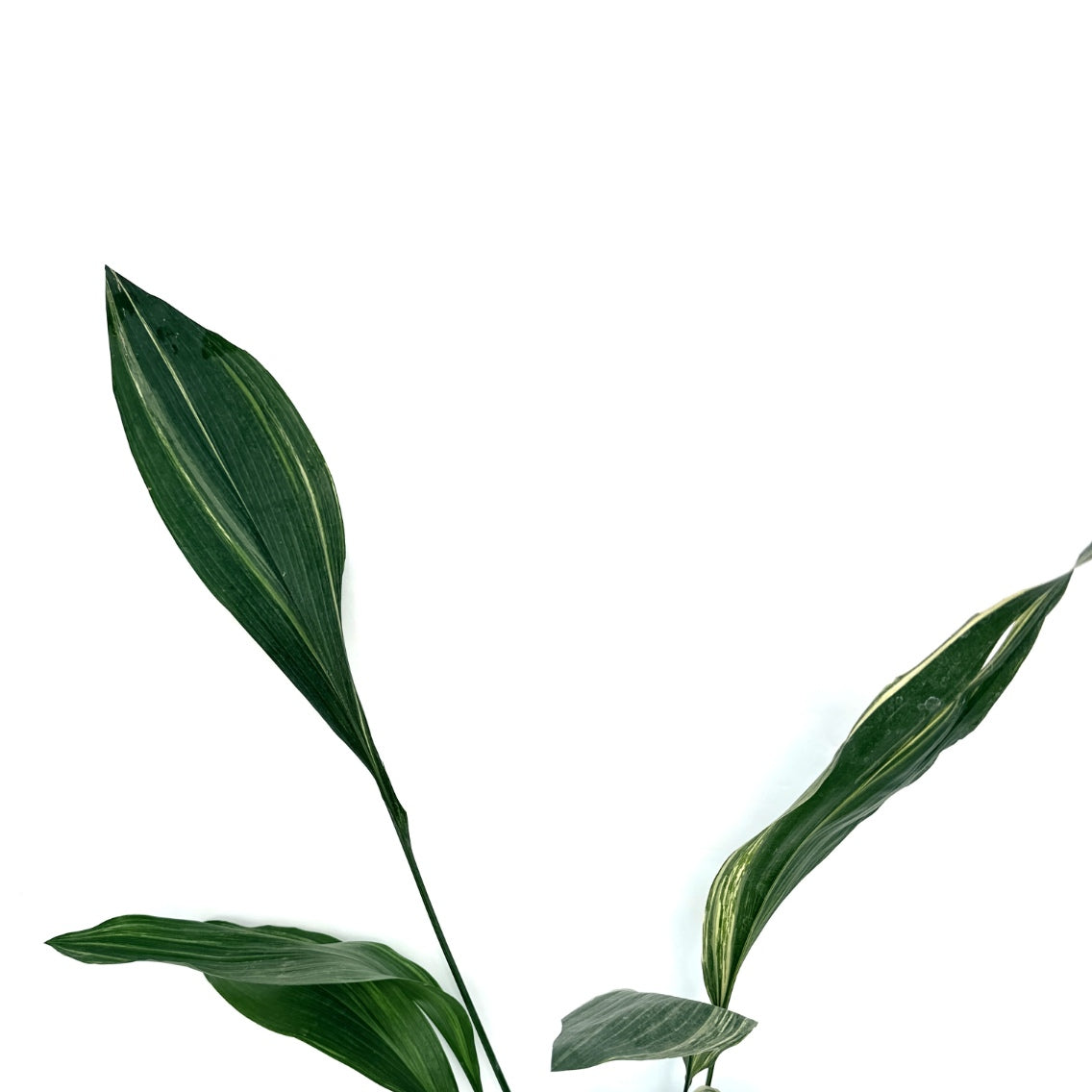 Aspidistra_Elatior_Variegata