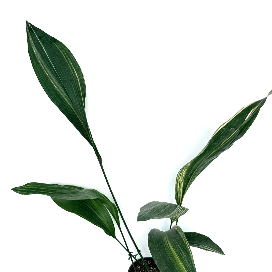 Aspidistra_Elatior_Variegata