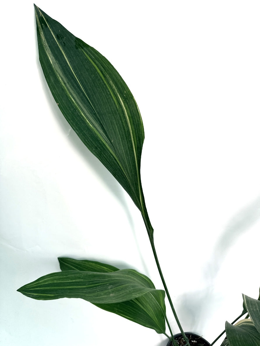 Aspidistra_Elatior_Variegata