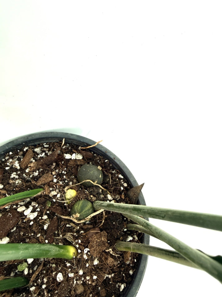 Aspidistra_Elatior_Variegata