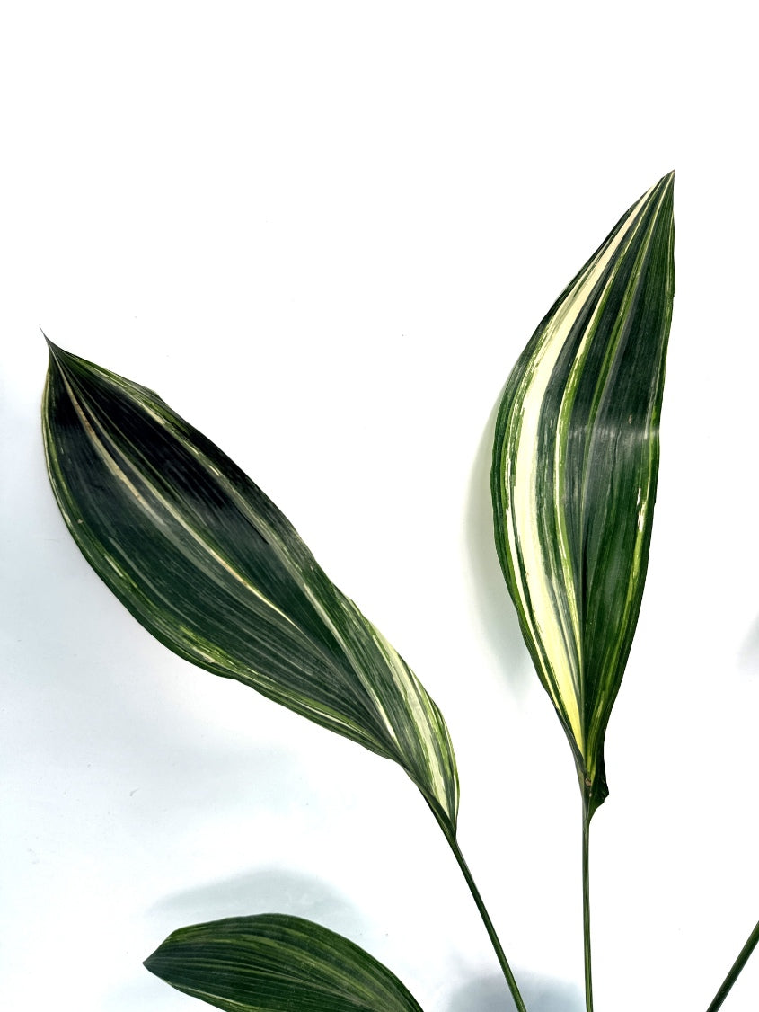 Aspidistra_Elatior_Variegata