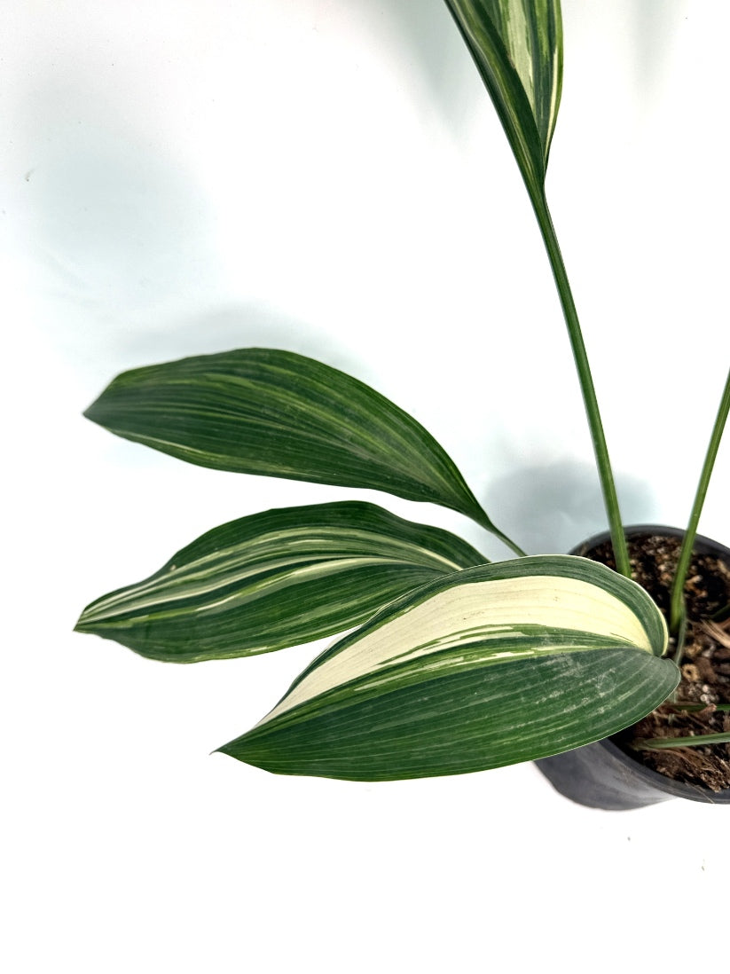 Aspidistra_Elatior_Variegata