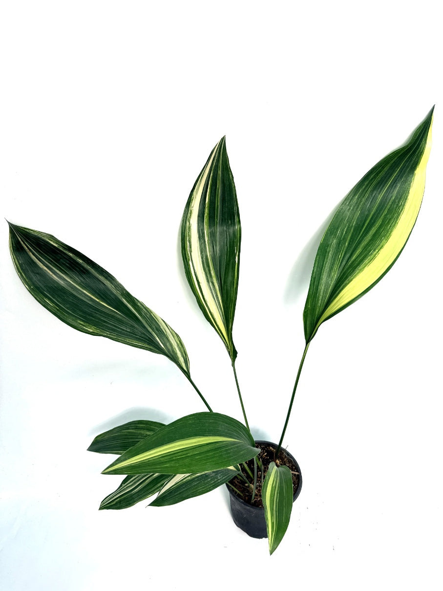 Aspidistra_Elatior_Variegata