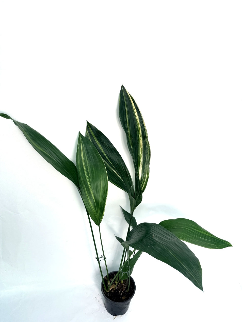 Aspidistra_Elatior_Variegata