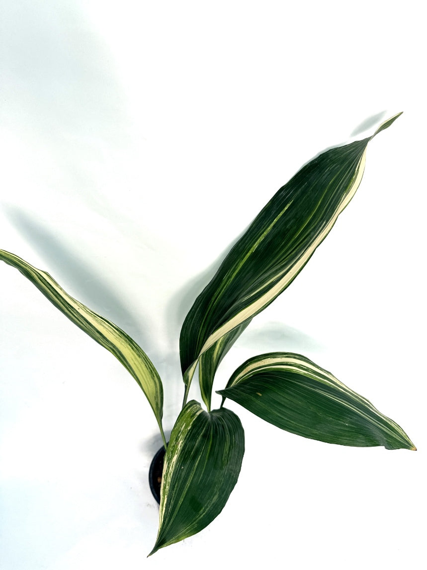 Aspidistra_Elatior_Variegata