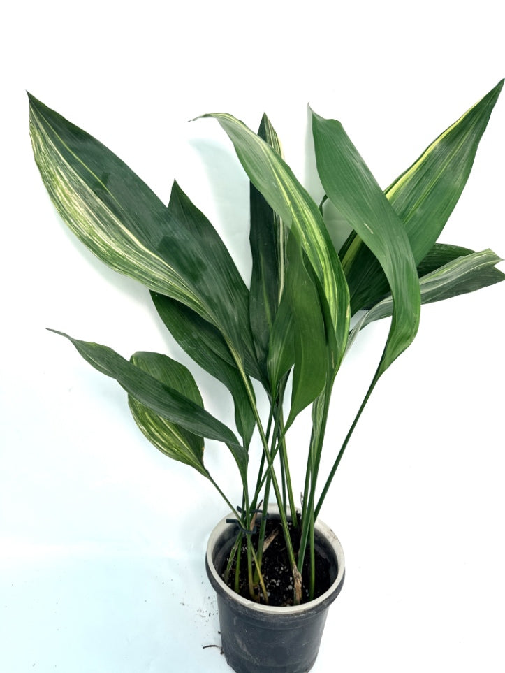 Aspidistra_Elatior_Variegata