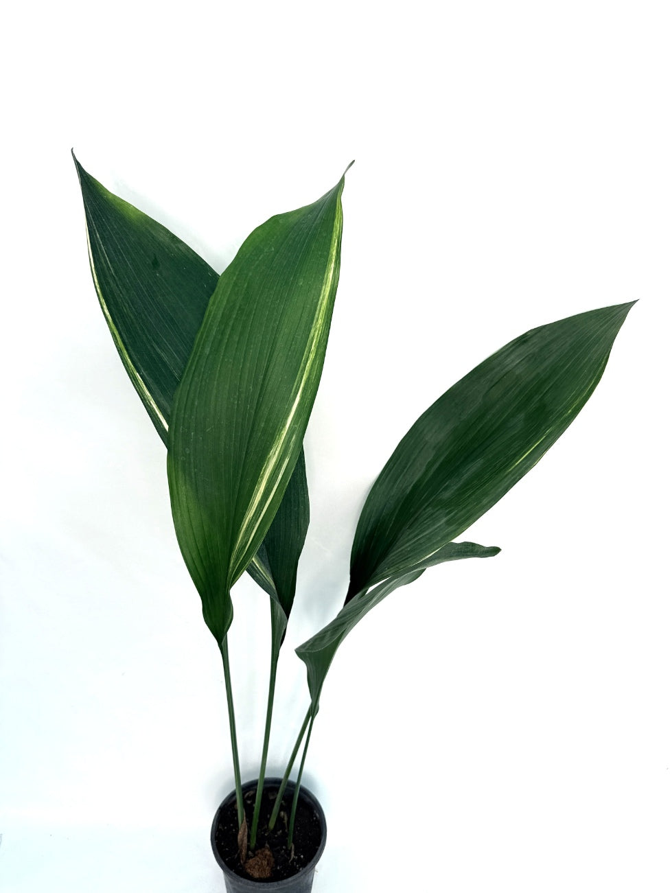 Aspidistra Elatior Variegata
