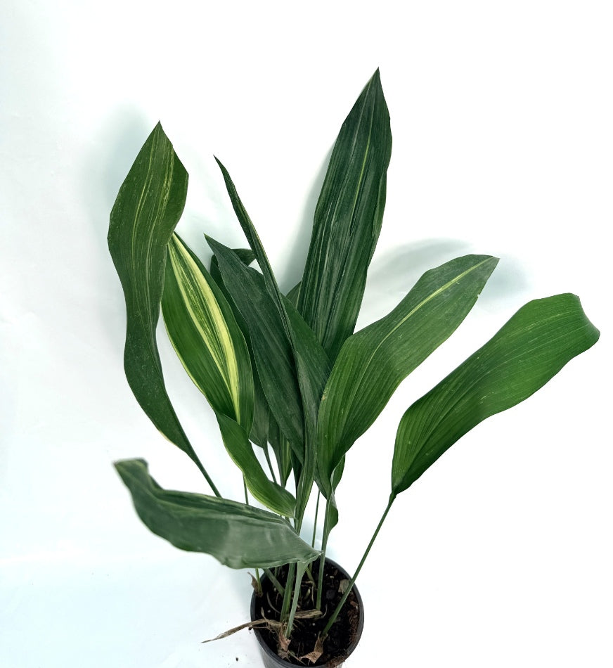 aspidistra elatior indoor plants Aspidistra Elatior Variegata