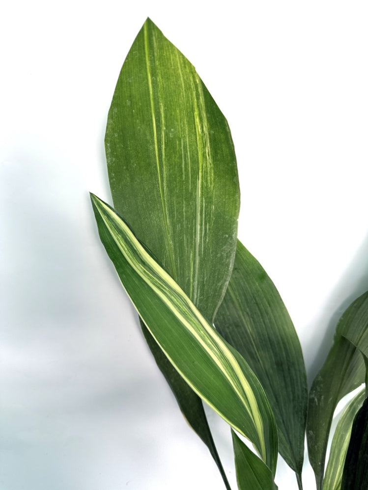 Aspidistra_Elatior_Variegata