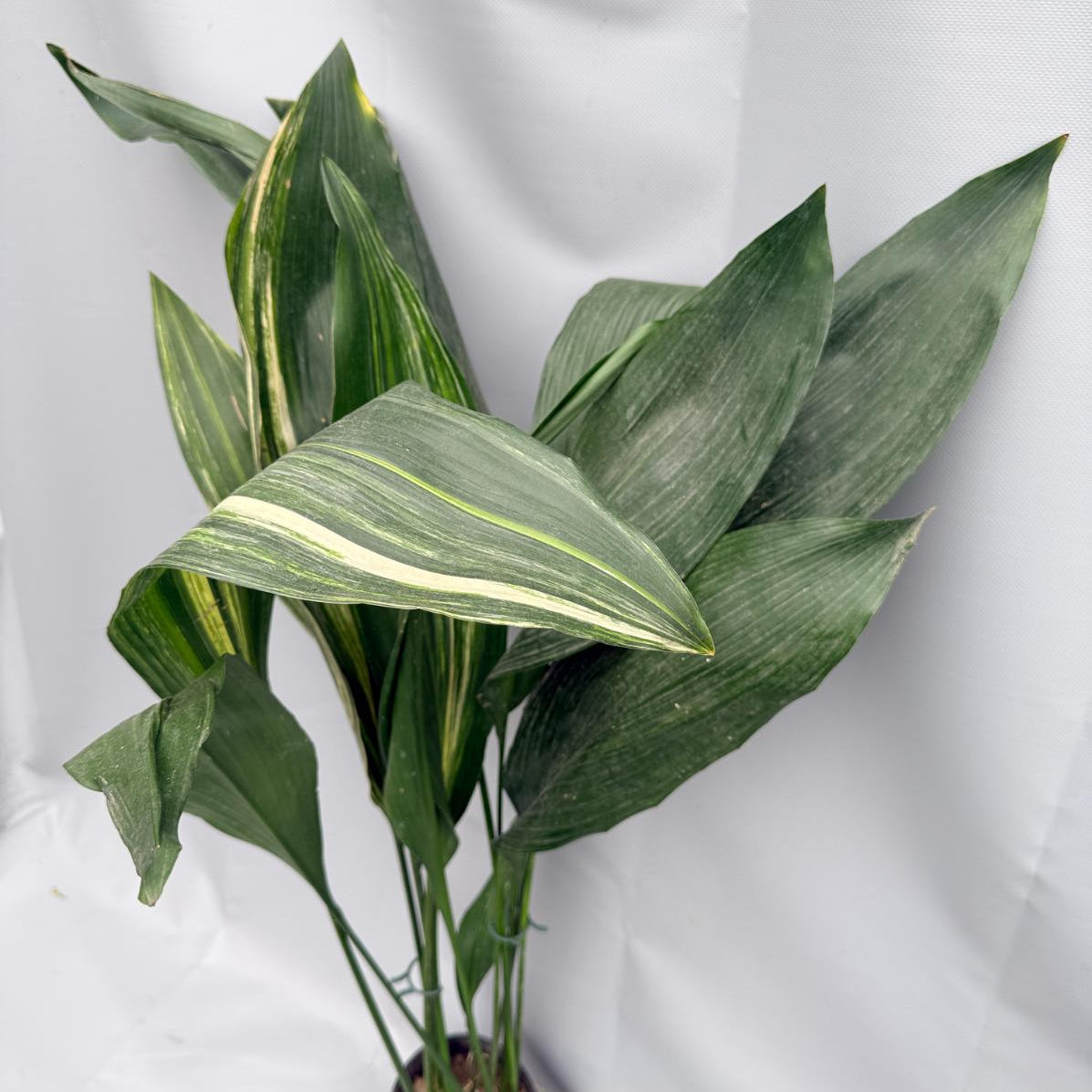 Aspidistra Elatior Variegata 01