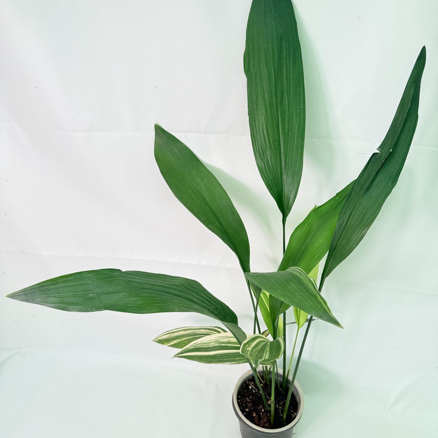 Aspidistra Elatior Variegata 02