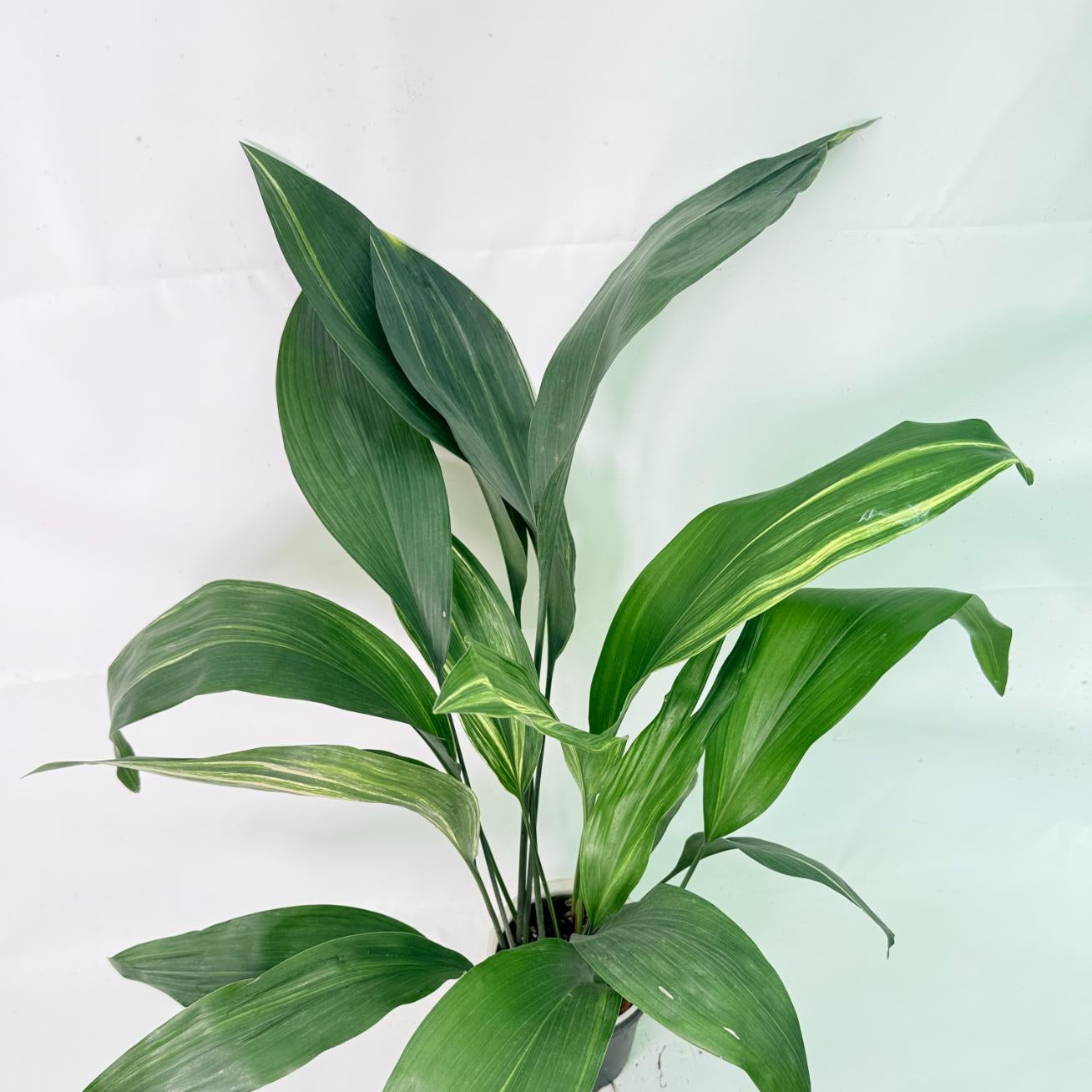 Aspidistra Elatior Variegata 02