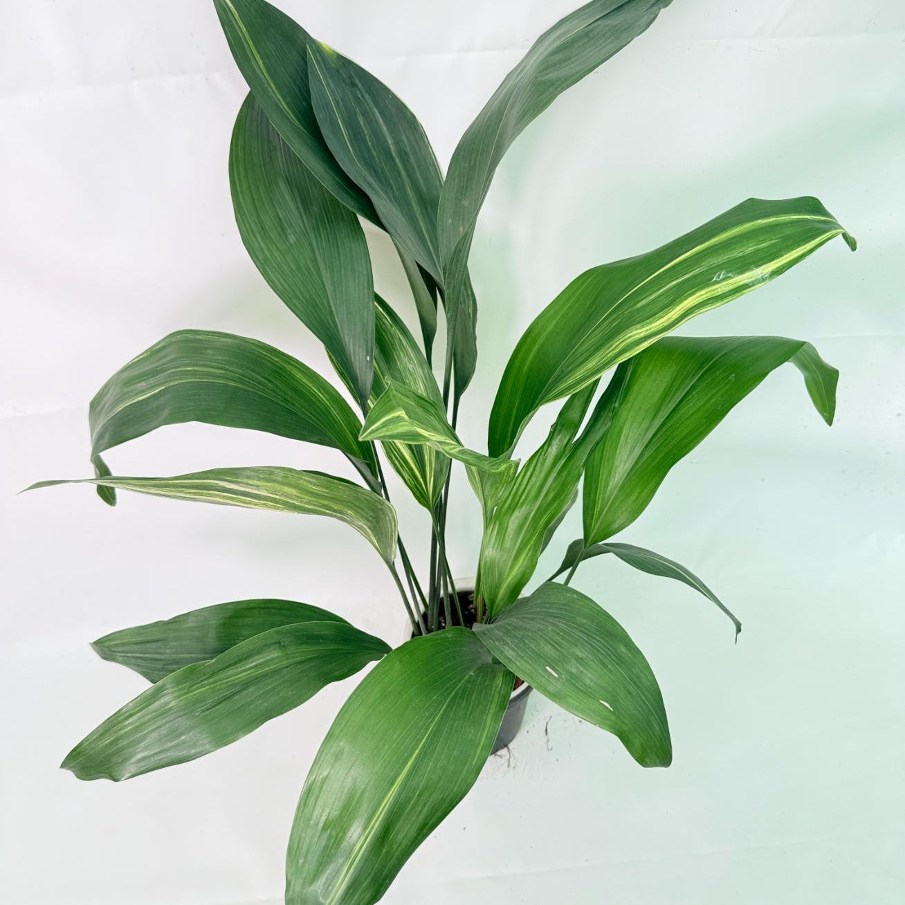 Aspidistra Elatior Variegata 02