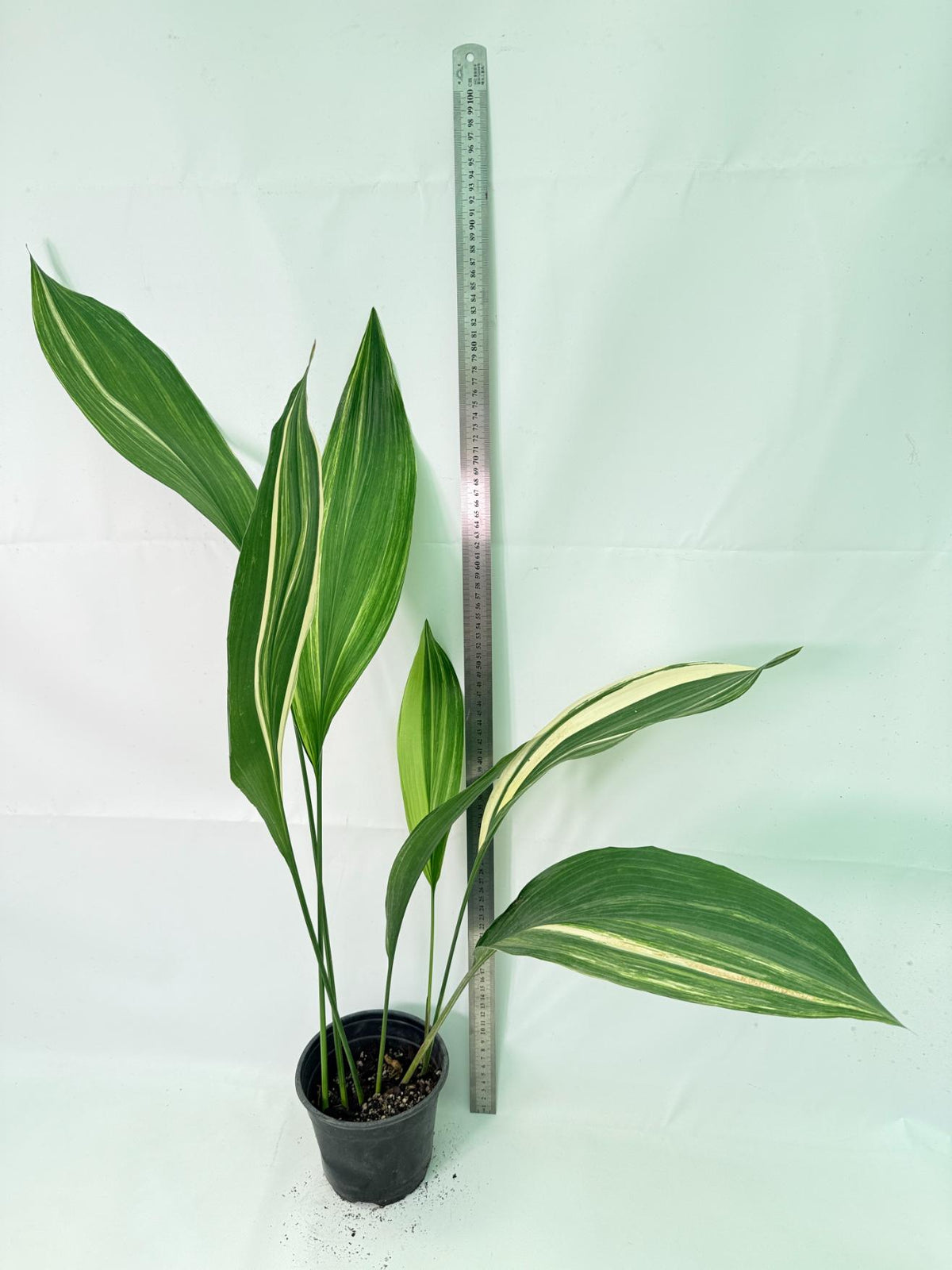 Aspidistra Elatior Variegata 02
