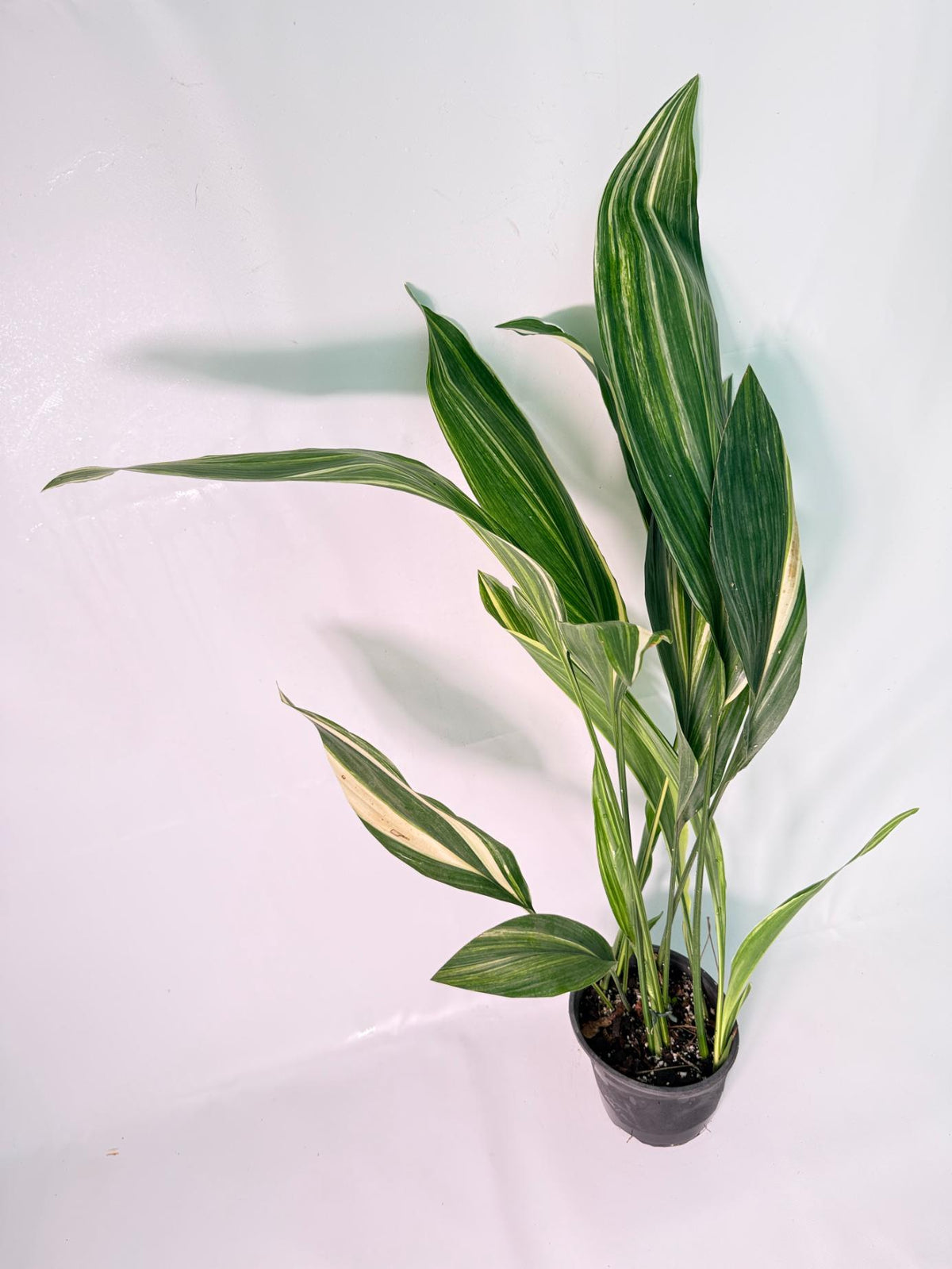 Aspidistra Elatior Variegata 3