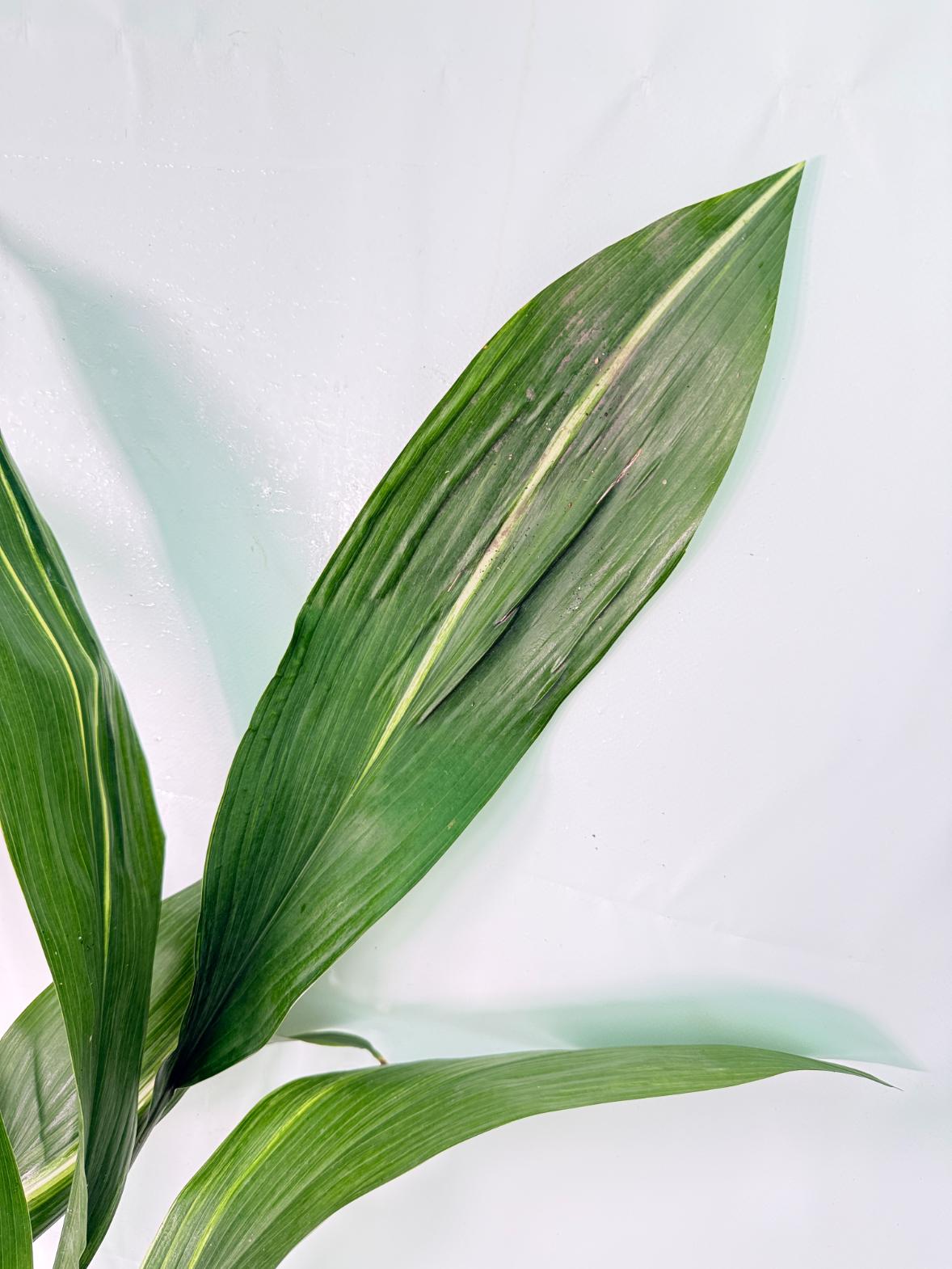 Aspidistra Elatior Variegata 02