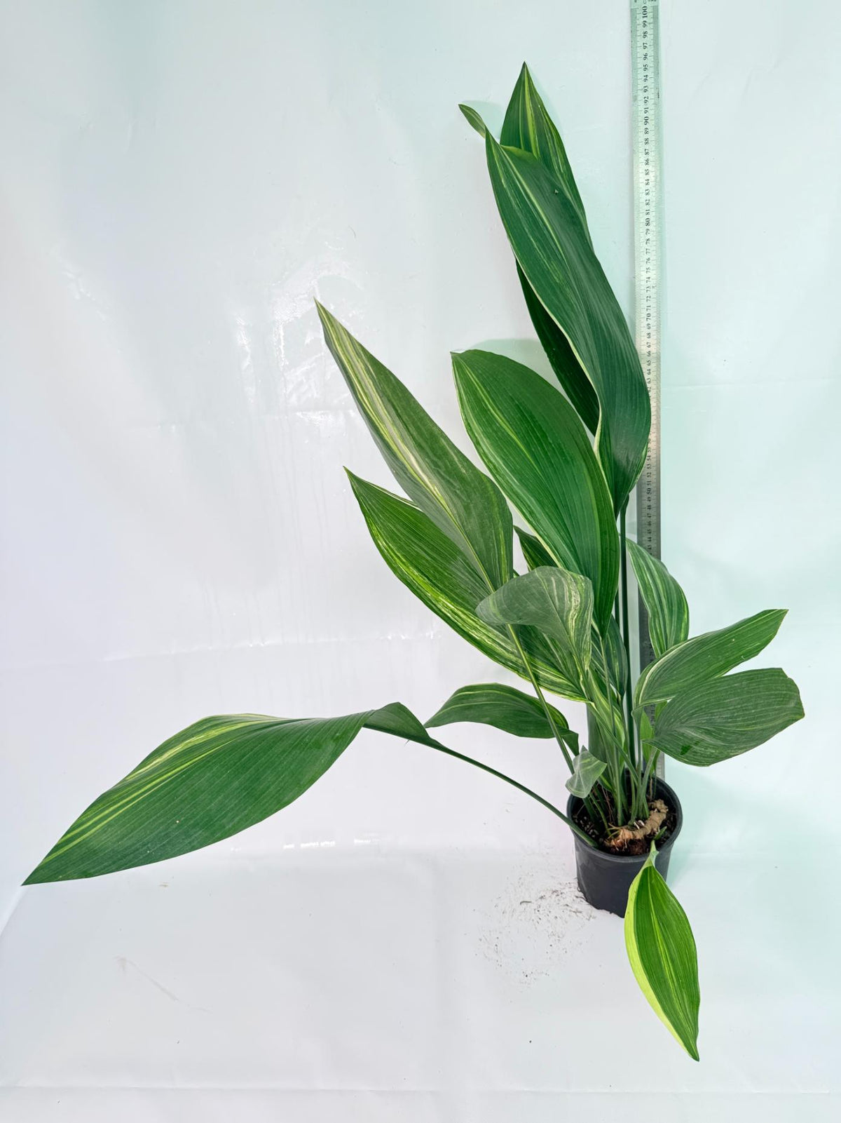Aspidistra Elatior Variegata 10