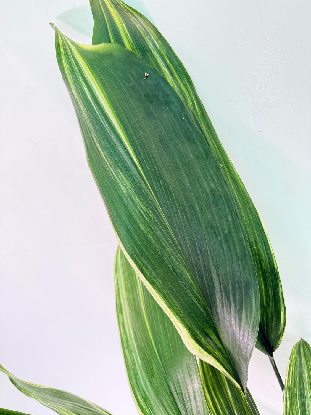 Aspidistra Elatior Variegata 03