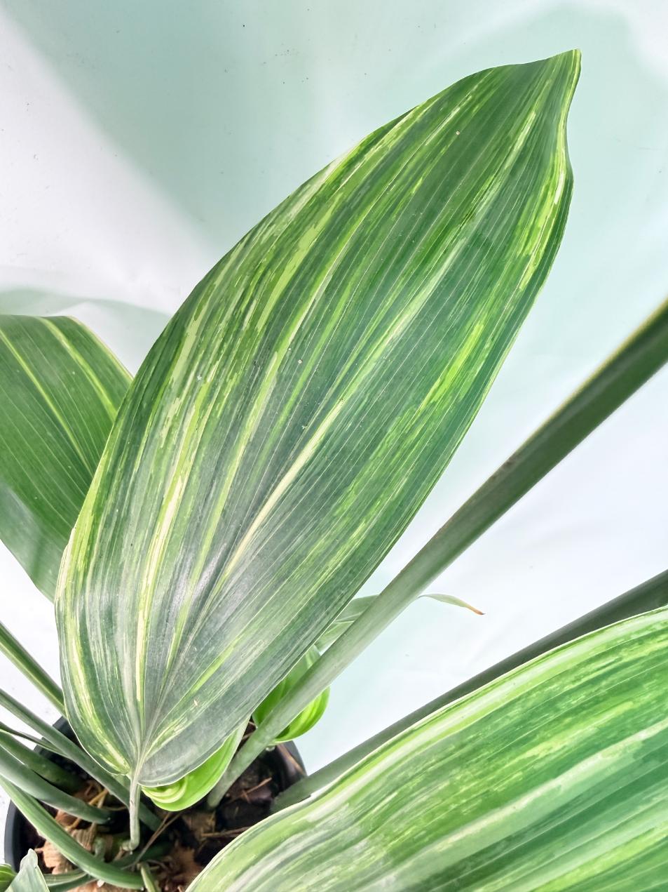 Aspidistra Elatior Variegata 08