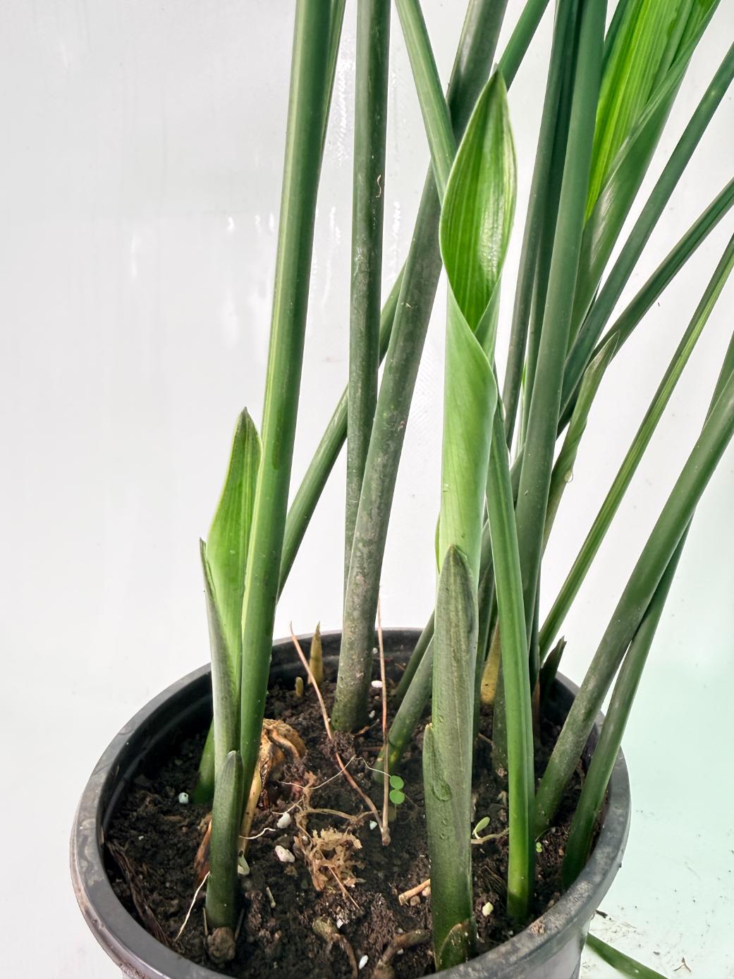 Aspidistra Elatior Variegata 02