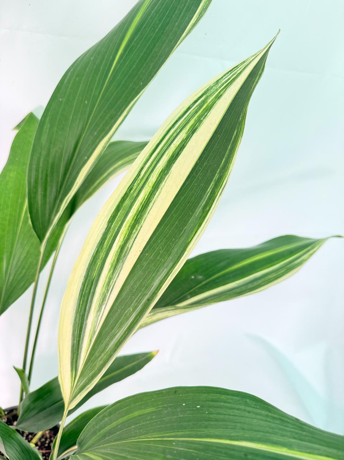 Aspidistra Elatior Variegata 06