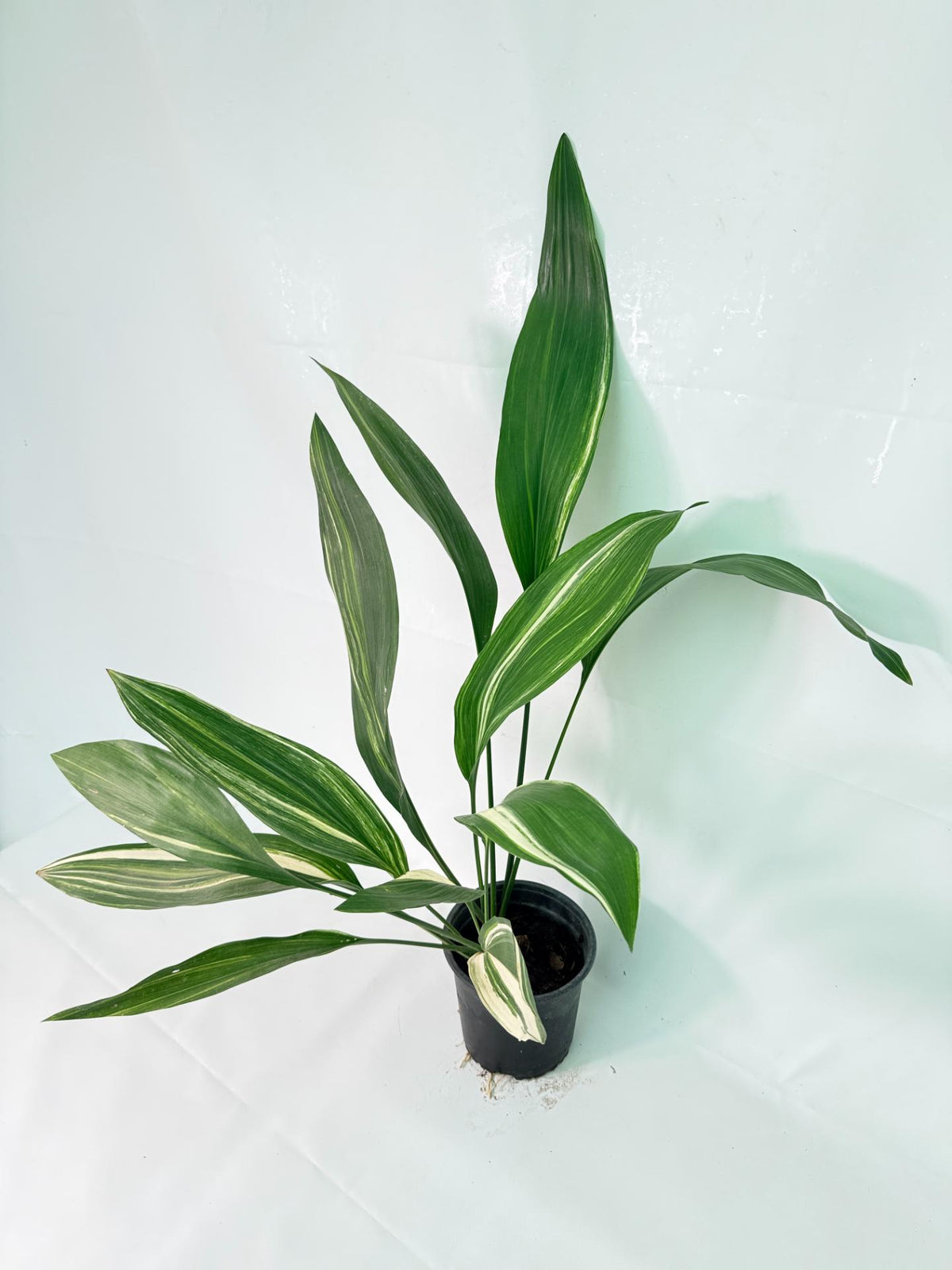 Aspidistra Elatior Variegata 02