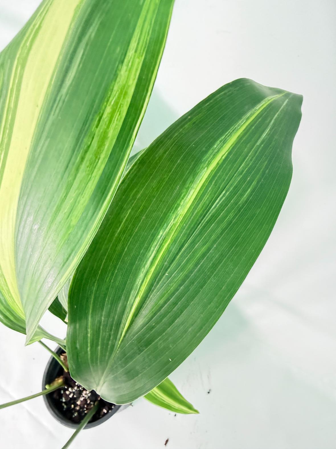 Aspidistra Elatior Variegata 06