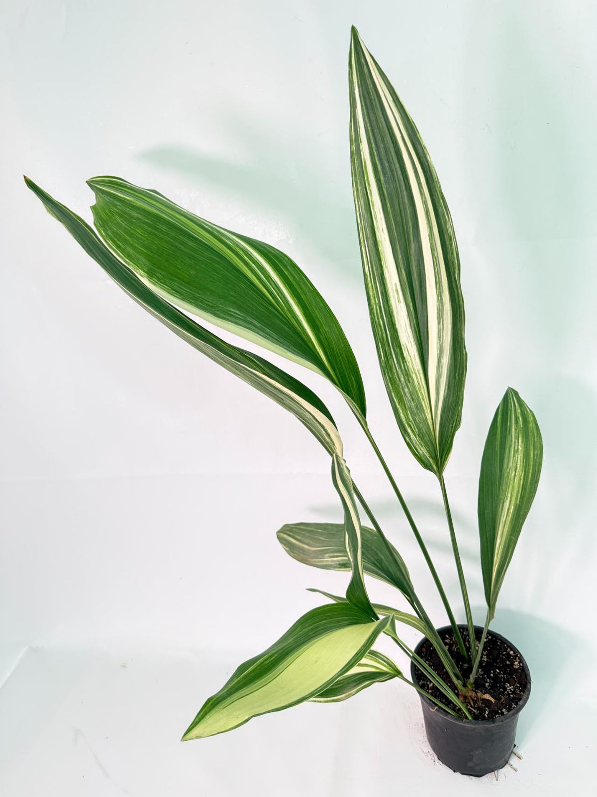 Aspidistra Elatior Variegata 7