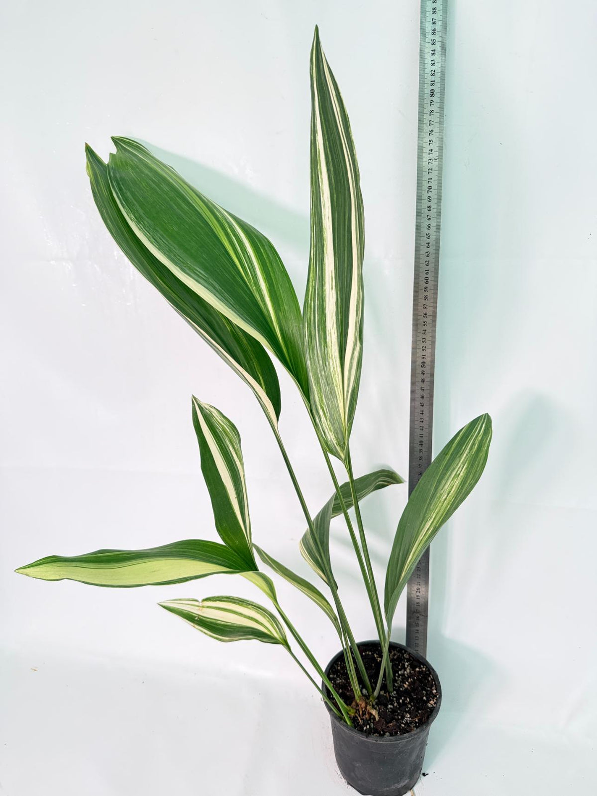 Aspidistra Elatior Variegata 9