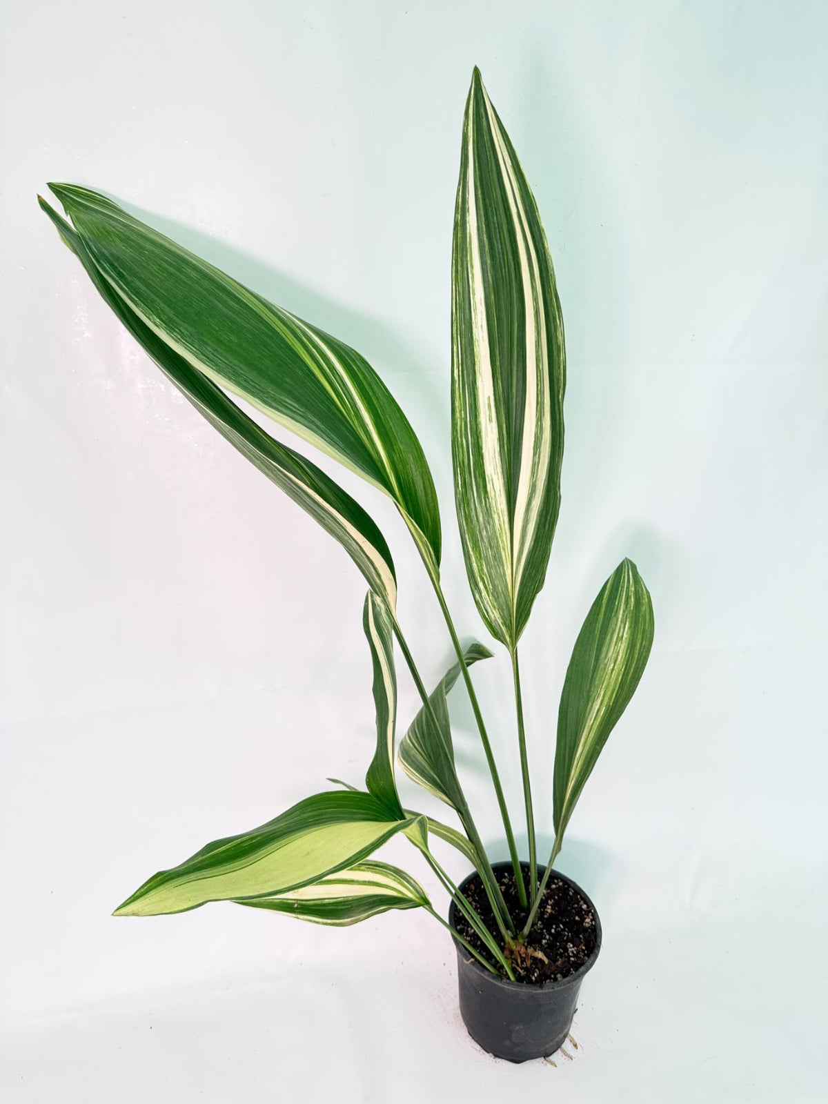 Aspidistra Elatior Variegata 05